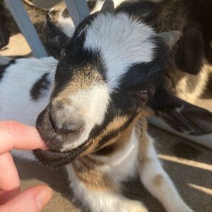 Meet your Posher, Taly